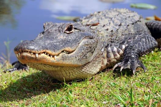 The natural habitats of alligators are America (Mississippi alligator) and the People's Republic of China (China alligator). While the Chinese alligator can only grow to a maximum length of 1.8 meters,the maximum length of the Mississippi alligators is up to