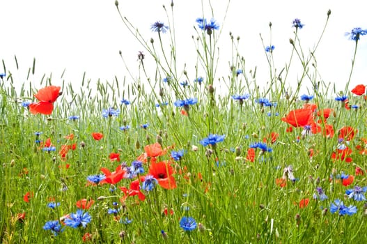 Summer Meadow 1