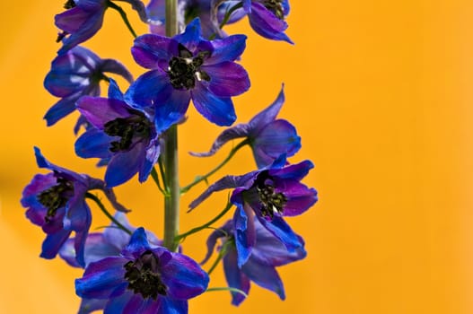 Larkspur 1