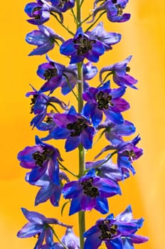 Larkspur 2