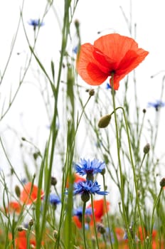 Poppy 4