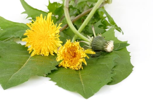 Wild herb