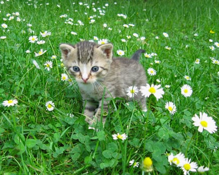 Fluff