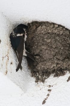 Swallows in the nest