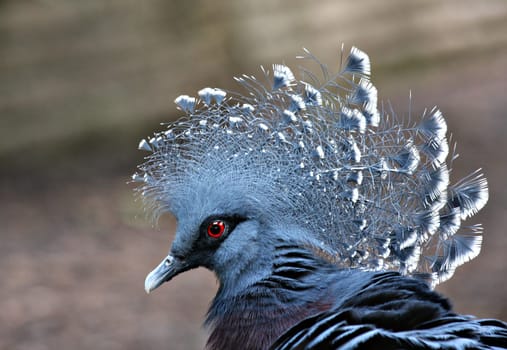 Crown Dove