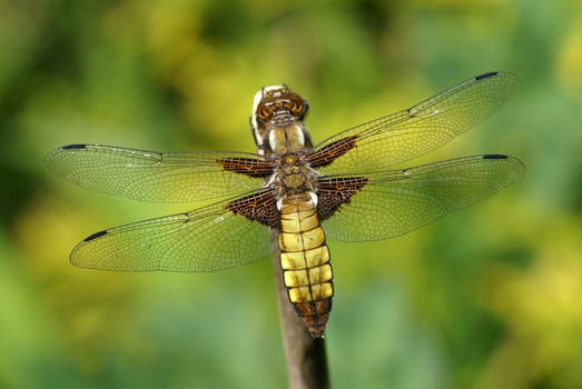 Flat-bellied female in resting position