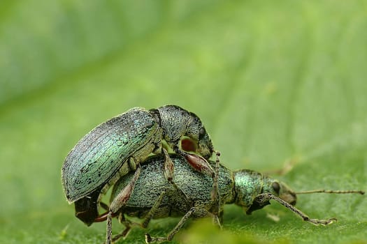 Green weevils mating 3