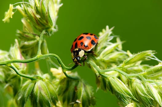 Asian Ladybug