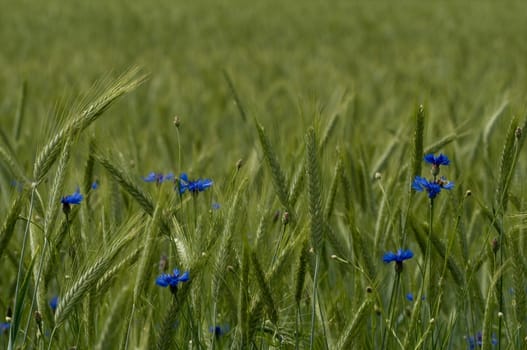 Grain field