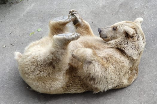 Bear