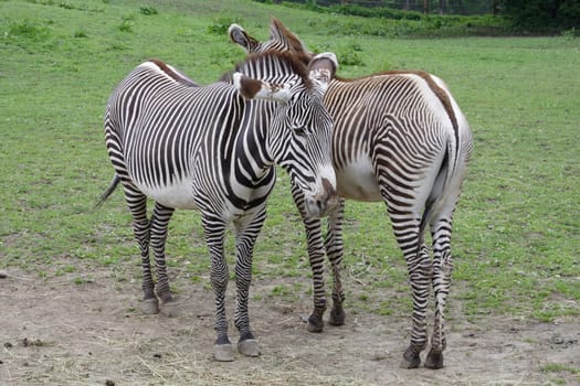 Two zebras standing side-by-side