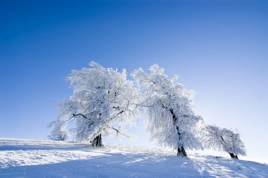 Winter Trees 2