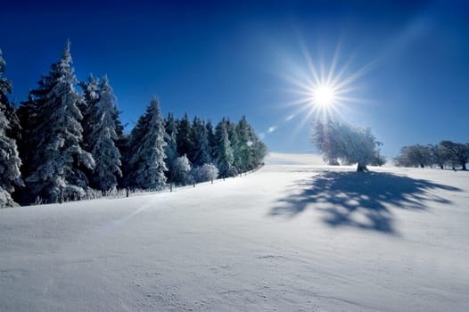 Winter Sun 1
