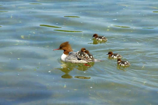 A female goosander piggybacking with 2 cubs