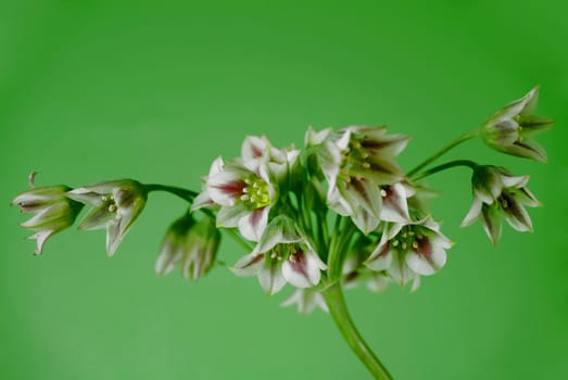 Allium