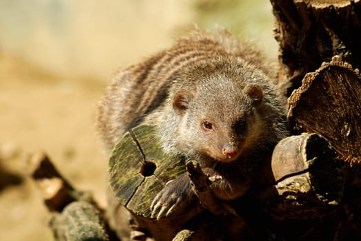 zebra mongoose
