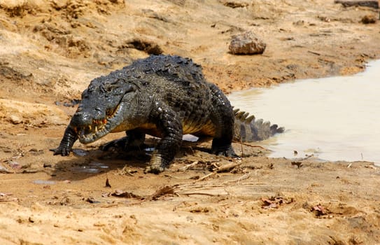 Nile crocodile rises from the water