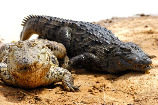 Nile Crocodiles