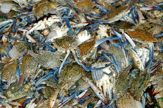 Fresh crab catch at the Nutmeg Fish Market