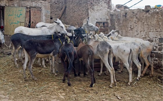 Donkey Square,Sana,Yemen