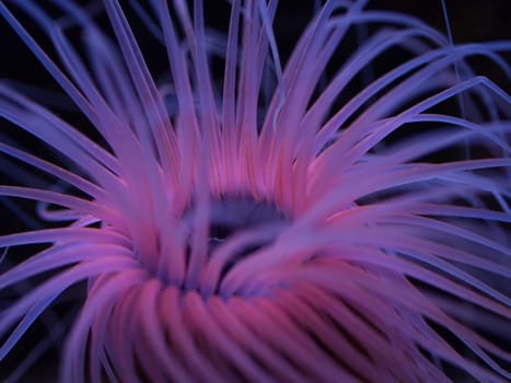 Pink Sea Anemone v. Black Background
