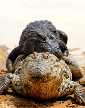 Nile Crocodile