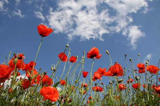 Poppy meadow