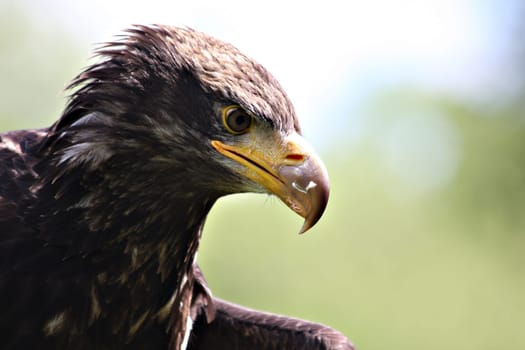 White-tailed Eagle Portrait