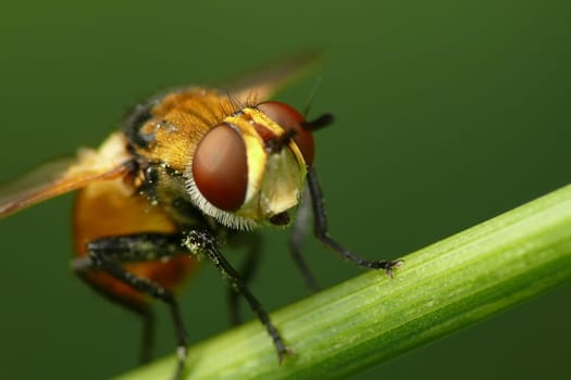 Fly