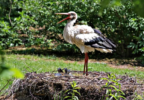 Stork with offspring