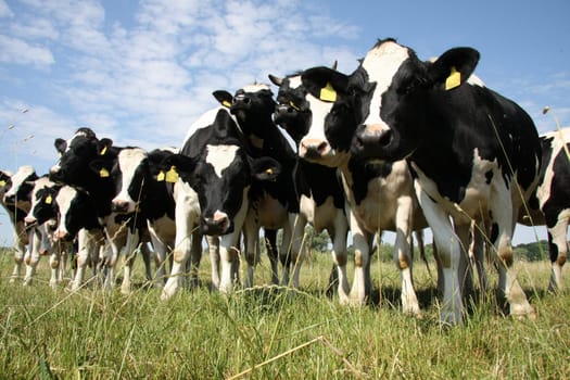 Cows