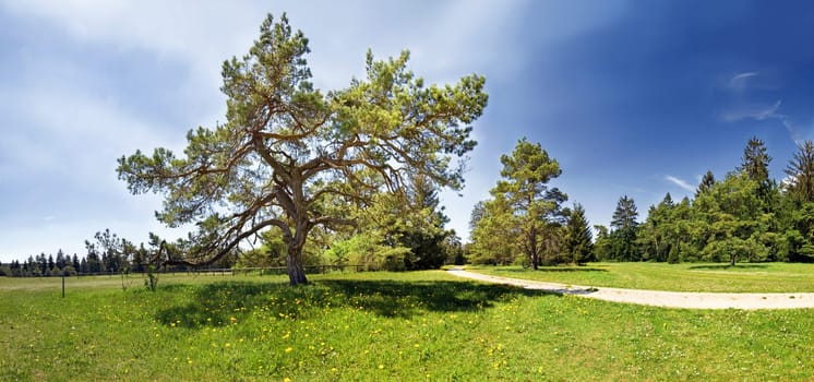 Old Pine