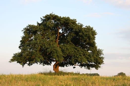 pedunculate oak