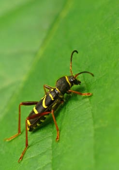 Wasp mimicry in the true ram (Clytus arietis): In order to deter predators,the ram imitates a defensive wasp with its black and yellow warning costume.