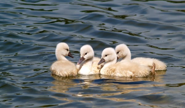 All my ducklings...