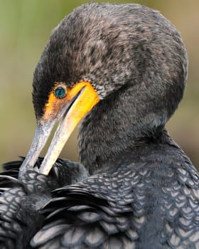 Heron