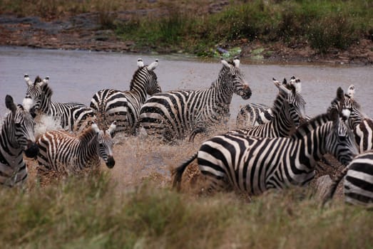 Zebras at the waterhole