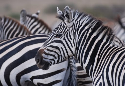 Zebra close-up in front of herd