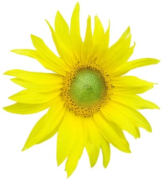 sunflower on white background
