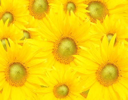 Sunflower on background
