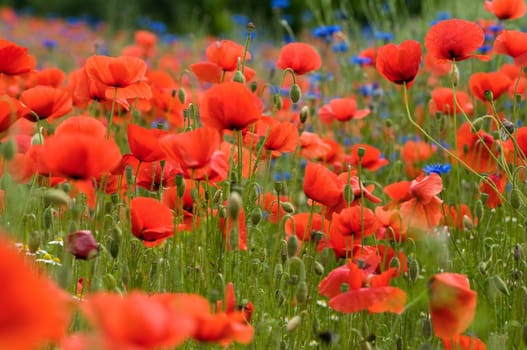 Poppy Meadow 3