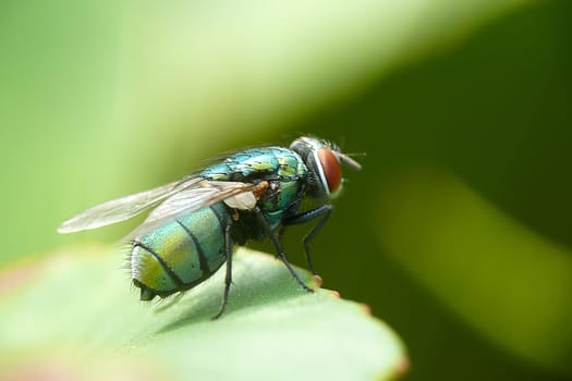 Green bottle fly