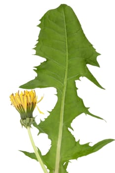 Dandelion