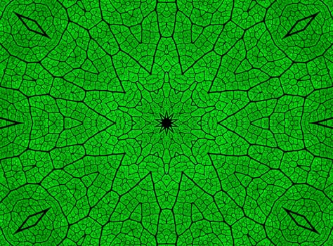 Leaf Kaleidoscope