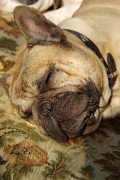 tired french bulldog