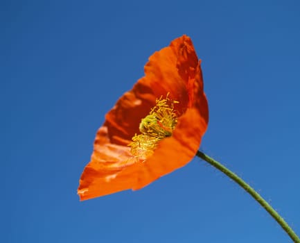 Carrot