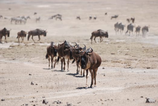 Wildebeest on the Great Migration