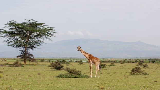 Giraffe in African scenery