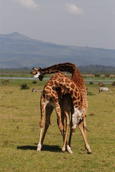 Fighting Giraffes