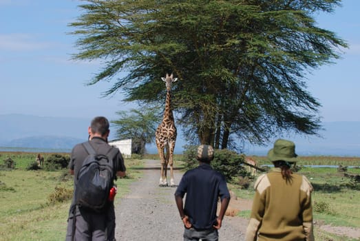 Tourists on foot safari
